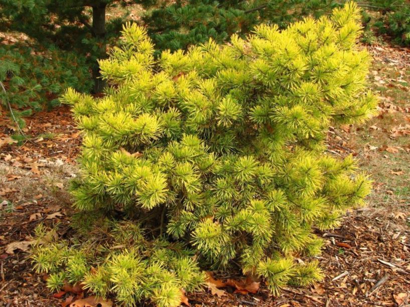 Pinus sylvestris 'Aurea' - golden Scots pine