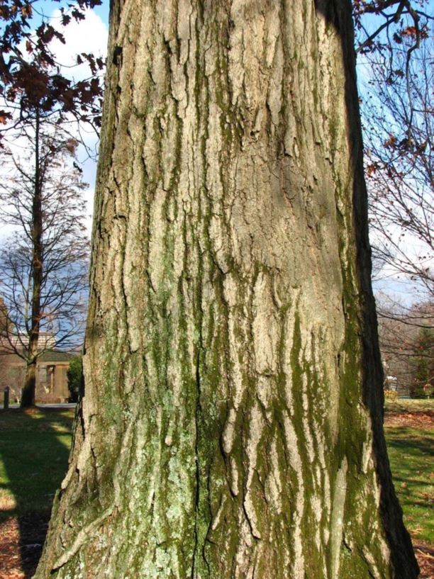 Quercus rubra - northern red oak