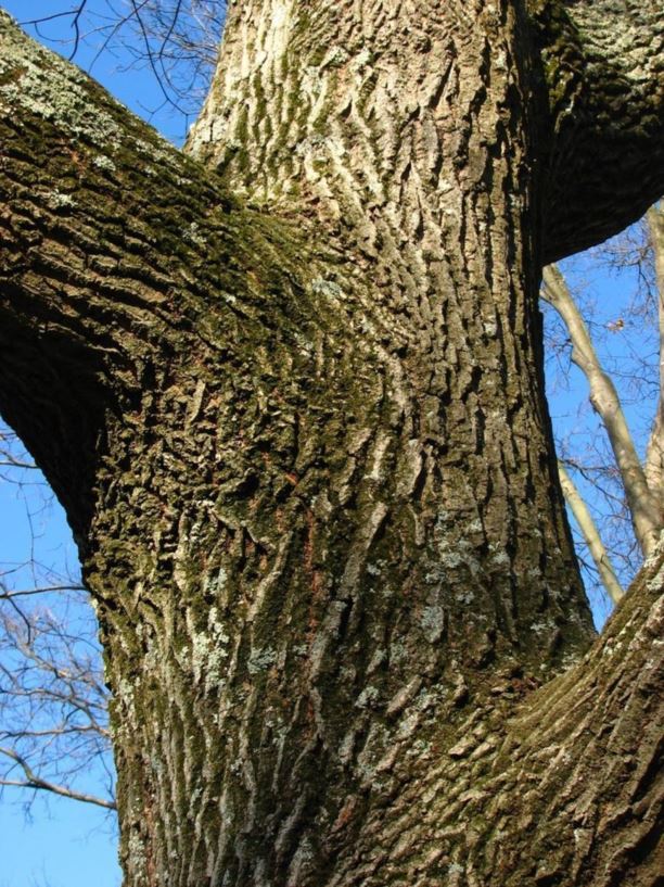 Quercus montana - chestnut oak, basket oak