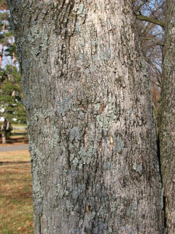 Acer pictum - painted maple