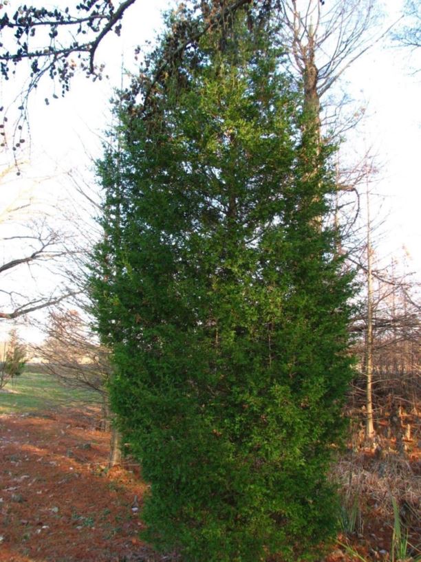 Chamaecyparis thyoides - Atlantic white-cedar false cypress