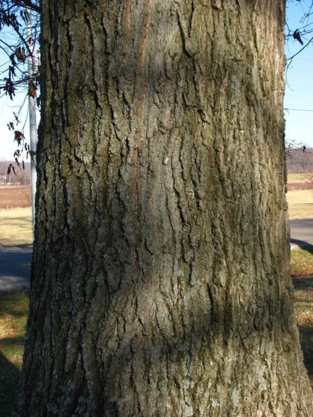 Quercus imbricaria - shingle oak