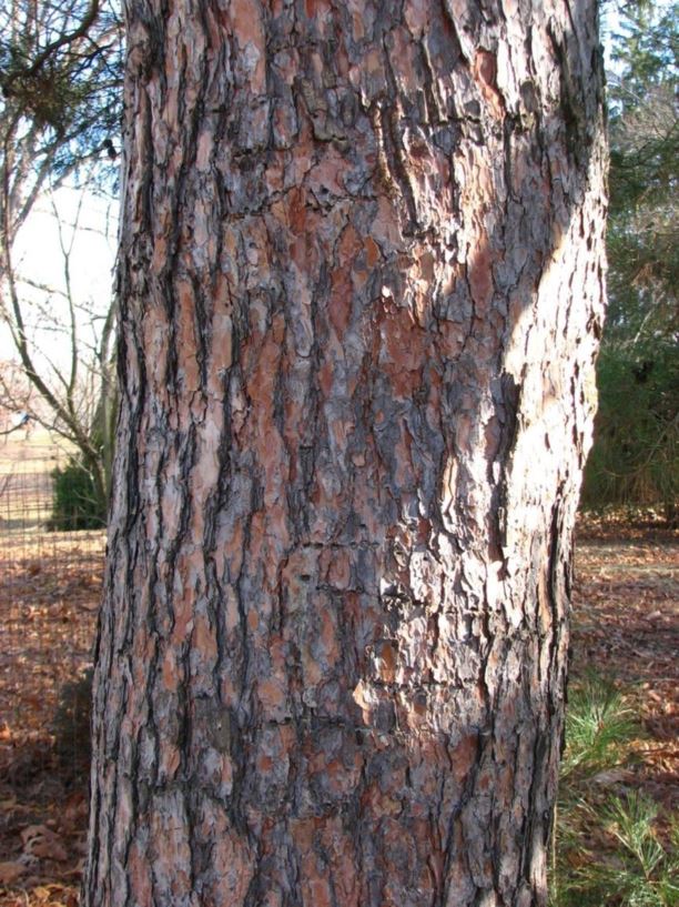 Pinus densiflora - Japanese red pine