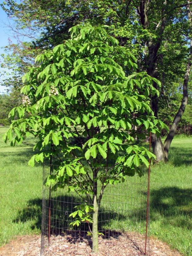 Aesculus hippocastanum 'Pyramidalis' - pyramidal common horse-chestnut
