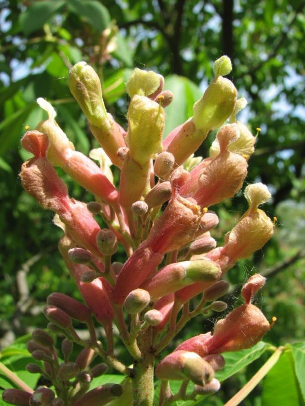 Aesculus × mutabilis - arboretum buckeye