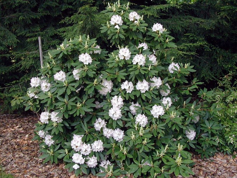 Rhododendron 'Hypermax' - Hypermax rhododendron