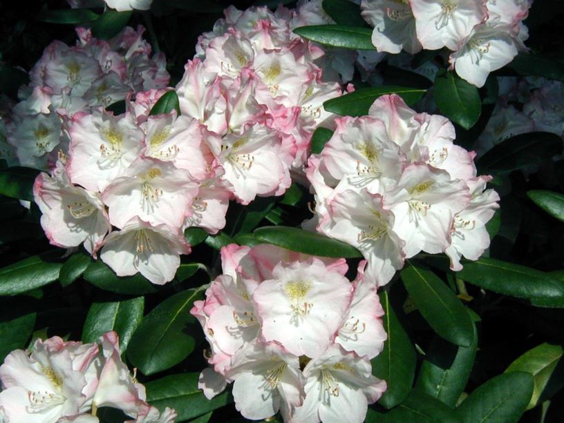Rhododendron yakushimanum 'Ken Janeck' - Ken Janeck Yakushima rhododendron
