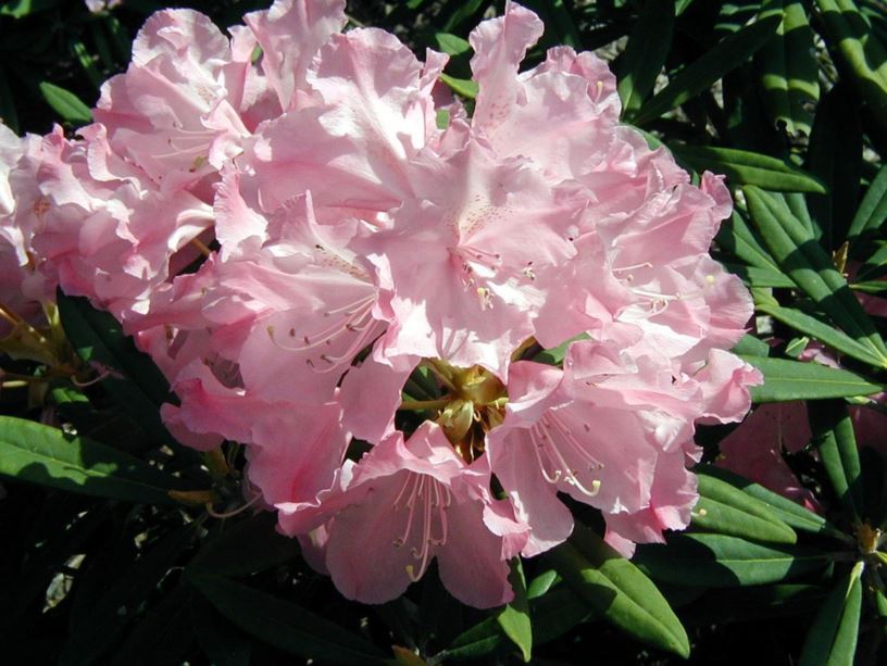 Rhododendron makinoi - Makino rhododendron