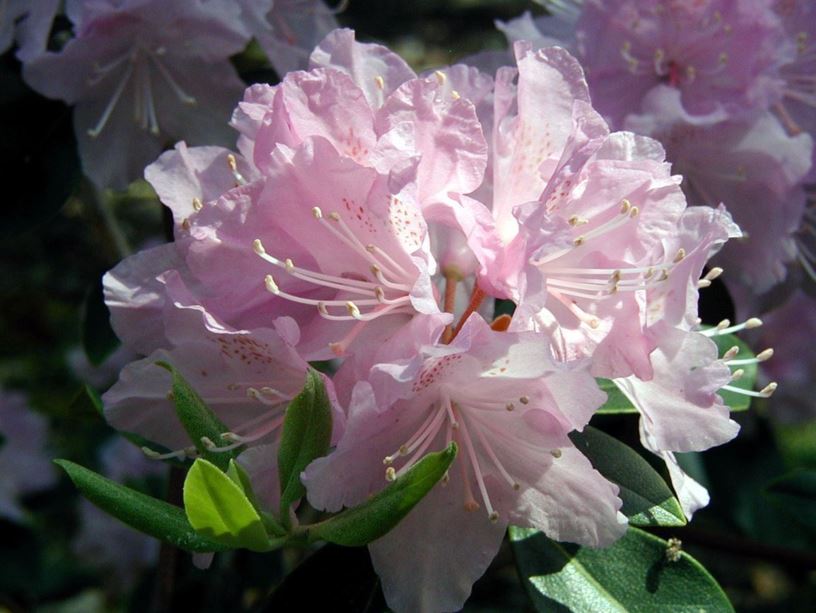 Rhododendron 'Satin Sheen' - Satin Sheen rhododendron