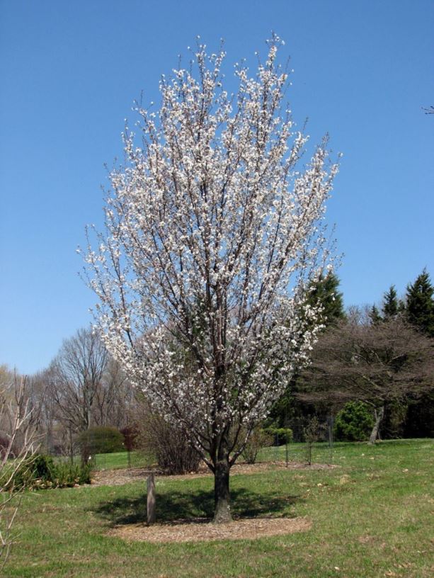 Prunus (Sato-zakura Group) 'Ojochin' - Ōjōchin Japanese flowering cherry