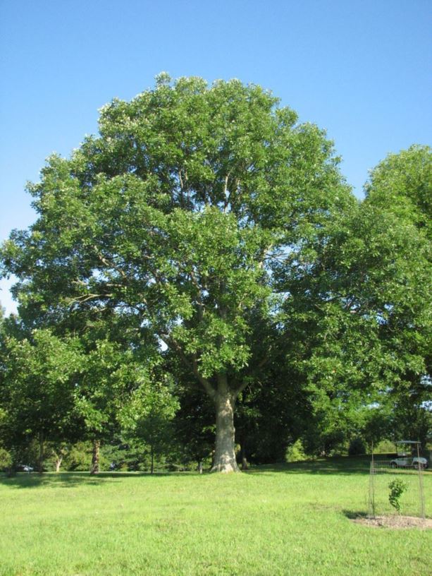 Quercus lyrata - overcup oak