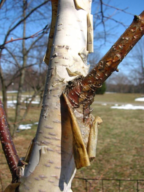 Betula davurica - Dahurian birch, black birch