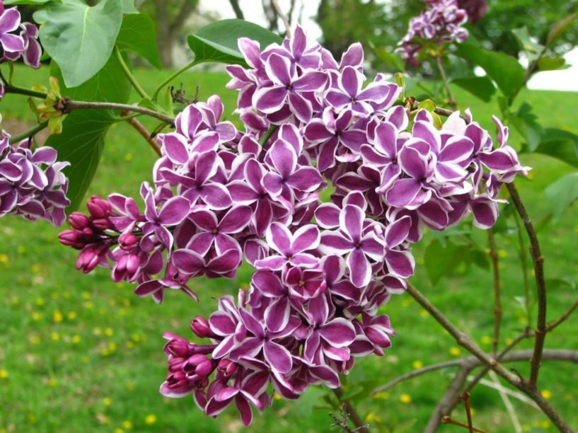 Syringa vulgaris 'Sensation' - Sensation common lilac