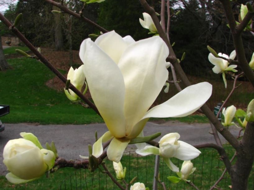Magnolia 'Ivory Chalice' - Ivory Chalice magnolia