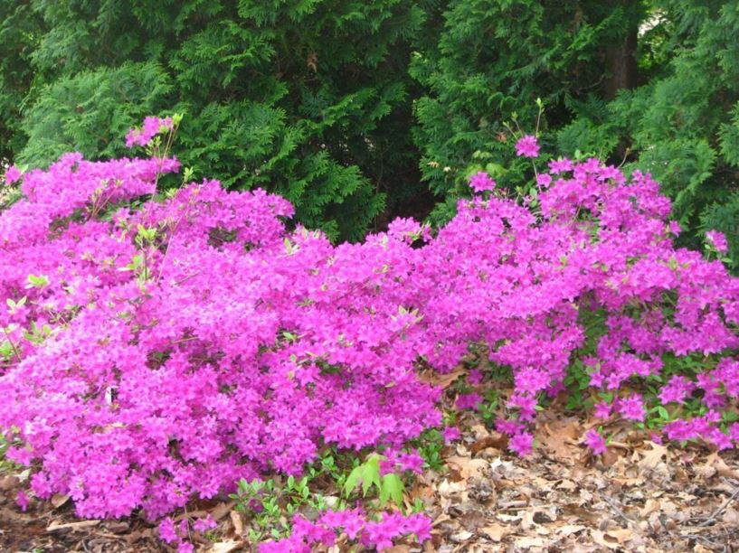 Rhododendron 'Pride Hill' - Pride Hill azalea