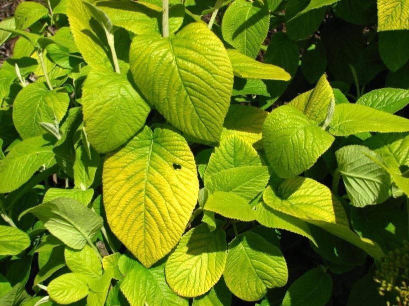Viburnum lantana 'Aureum' - golden wayfaring-tree viburnum