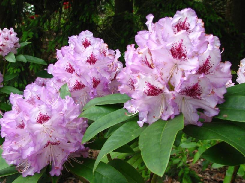Rhododendron 'Blue Ensign' - Blue Ensign rhododenron