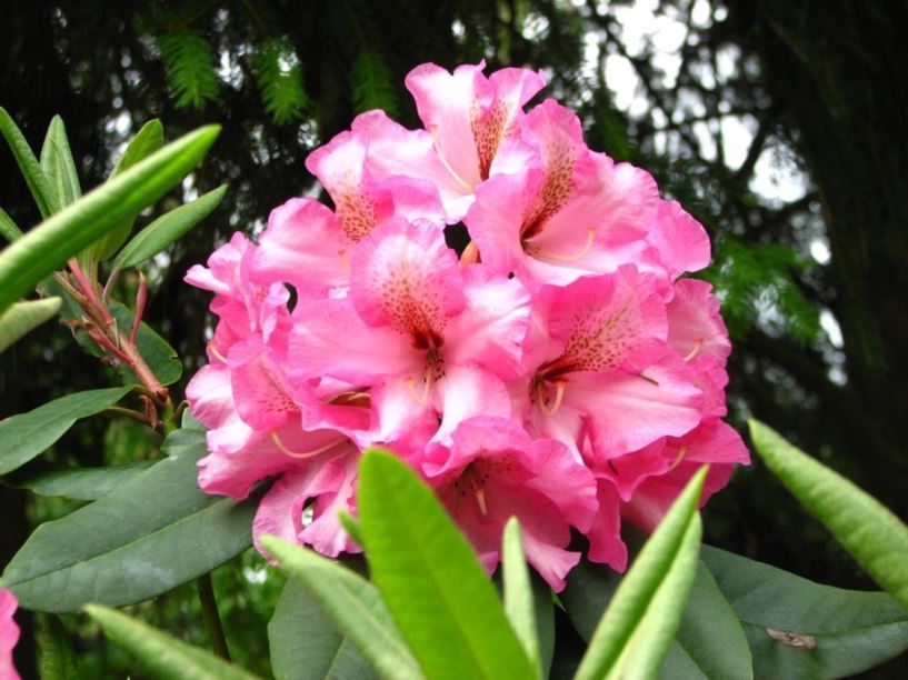 Rhododendron 'Everitt's Coral Bell' - Everitt's Coral Bell rhododendron