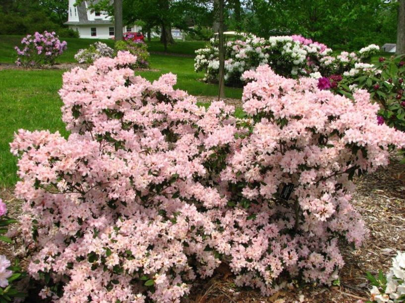 Rhododendron 'Brittany' - Brittany rhododendron