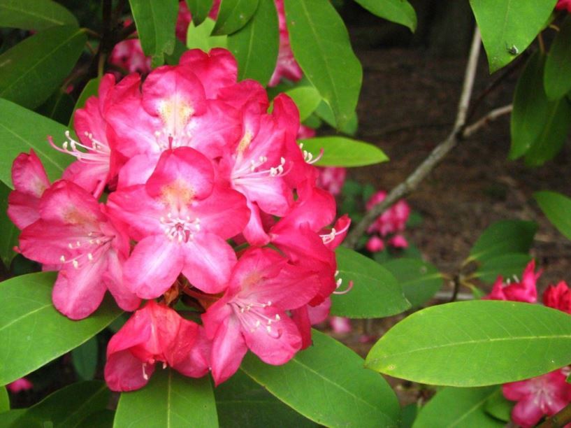 Rhododendron 'Red River' - Red River rhododendron