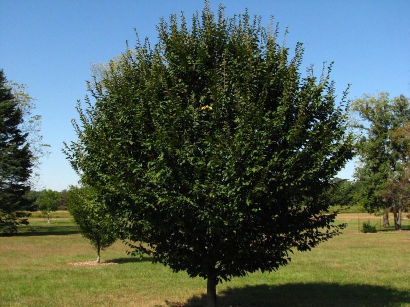 Carpinus betulus (undetermined cultivar) - European hornbeam (undetermined cultivar)