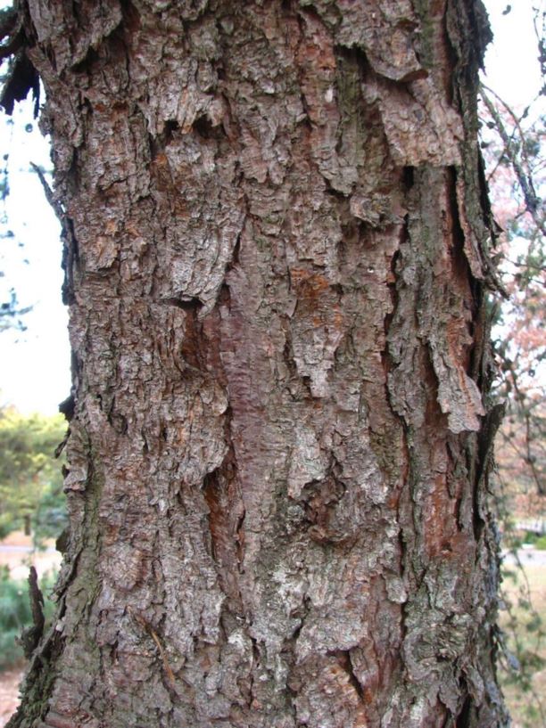 Pinus banksiana - jack pine