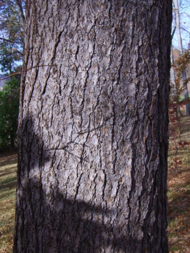 Pseudotsuga menziesii var. glauca - Rocky Mountain Douglas-fir