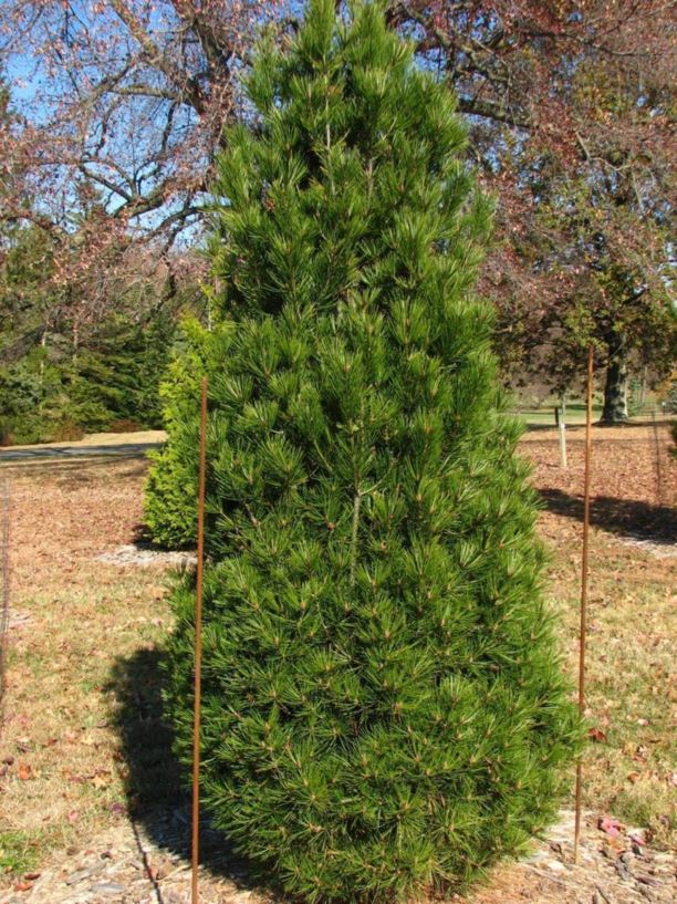 Pinus bungeana 'Rowe Arboretum' - Rowe Arboretum lacebark pine