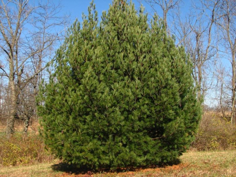 Pinus peuce - Macedonian pine, Balkan pine