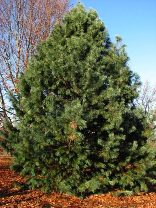 Pinus 'Forest Sky' - Forest Sky pine