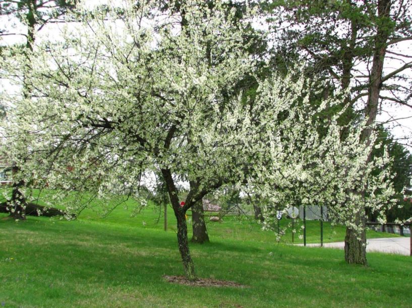 Prunus hortulana - hortulan plum