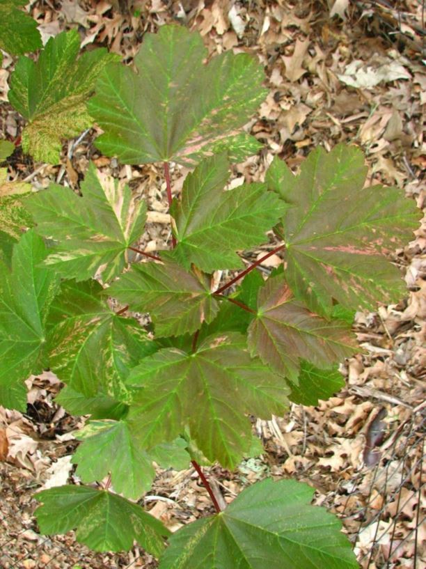 Acer pseudoplatanus 'Nizetii' - Nizet sycamore maple