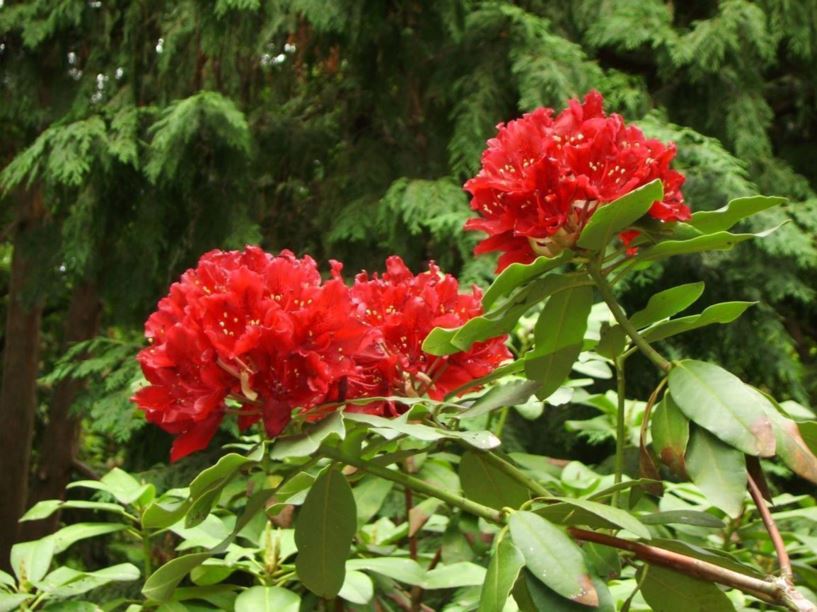 Rhododendron 'Girard Joshua' - Girard Joshua rhododendron