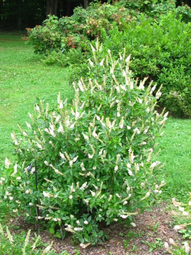 Clethra alnifolia - summersweet clethra, coastal sweet pepperbush