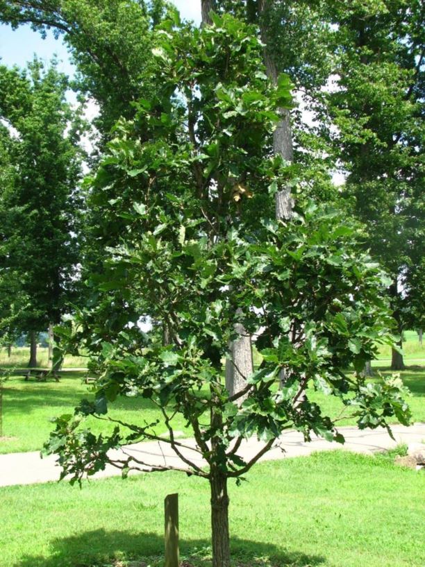 Quercus dentata - daimyo oak