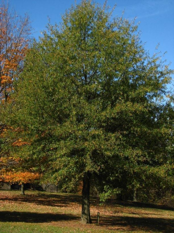 Quercus phellos - willow oak