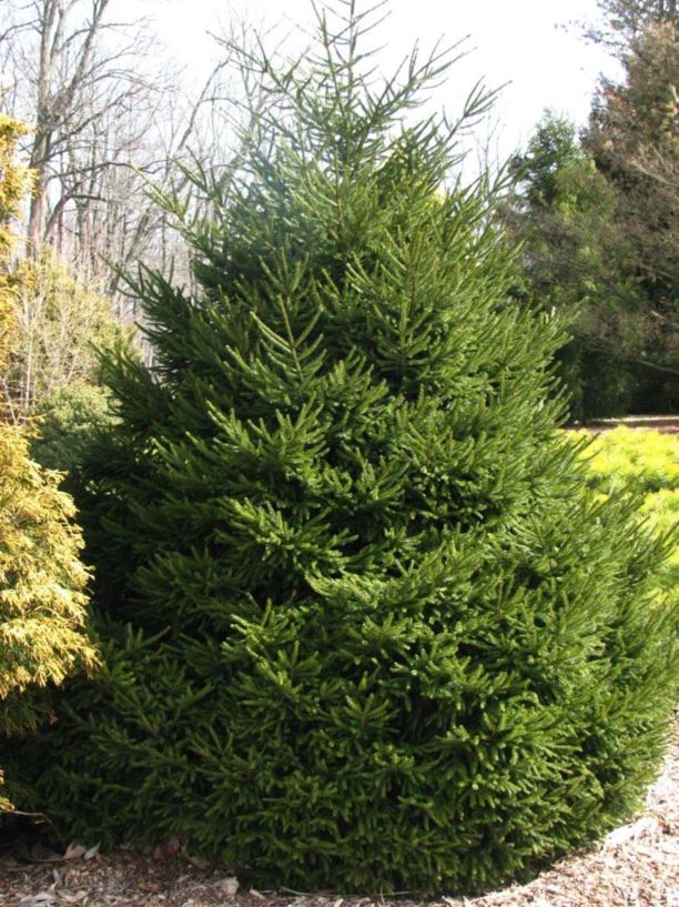 Picea orientalis 'Nigra' - black oriental spruce