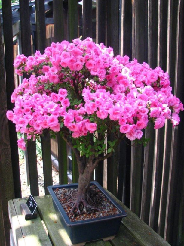 Rhododendron sp. - azalea / rhododendron