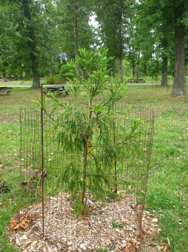 Cryptomeria japonica 'Green Grizzly' - Green Grizzly Japanese-cedar