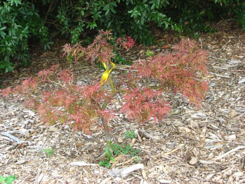 Acer palmatum (Dissectum Group) 'Red Dragon' - Red Dragon threadleaf Japanese maple