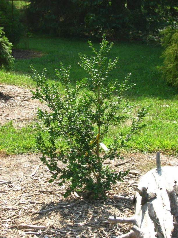 Buxus sempervirens 'Rotundifolia' - roundleaf common boxwood