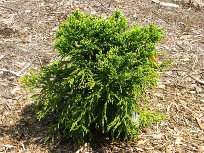 Cryptomeria japonica 'Bloomer's witches'-broom' - Bloomer's witches'-broom Japanese-cedar