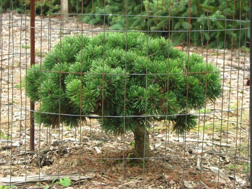 Pinus mugo 'March' - March mugo pine, March Swiss mountain pine