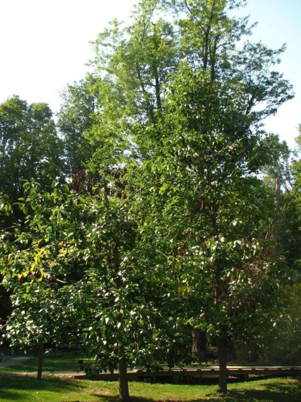 Populus heterophylla - swamp cottonwood, black cottonwood, downy poplar