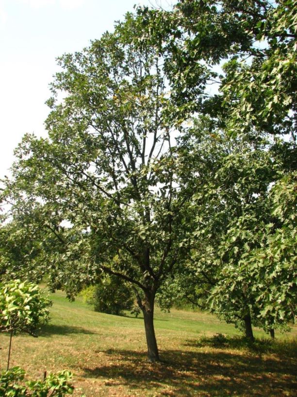 Quercus macranthera - Caucasian oak, Persian oak