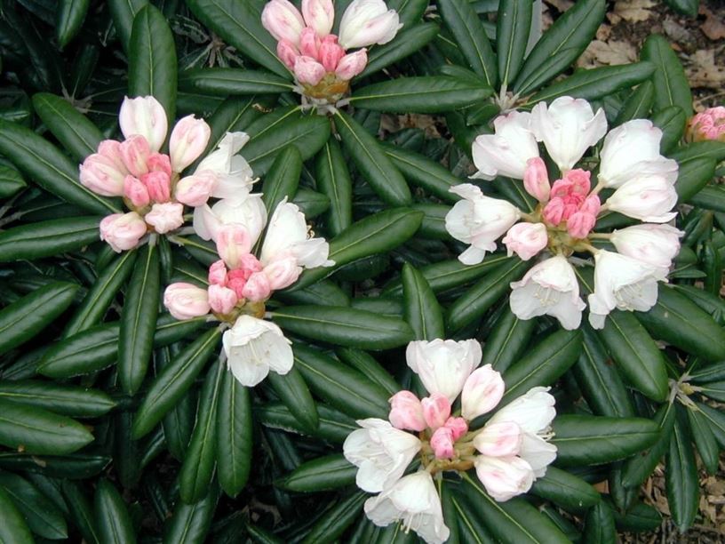 Rhododendron yakushimanum 'Yaku Angel' - Yaku Angel Yakushima rhododendron