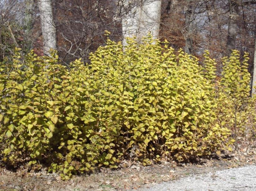 Viburnum bracteatum - bracted arrowwood viburnum, limerock arrowwood viburnum