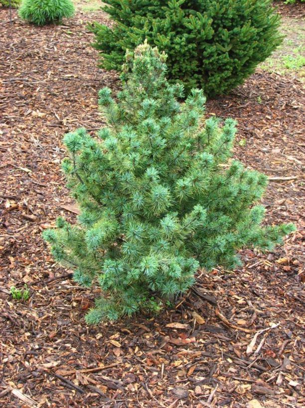 Pinus strobus 'Hillside Gem' - Hillside Gem eastern white pine