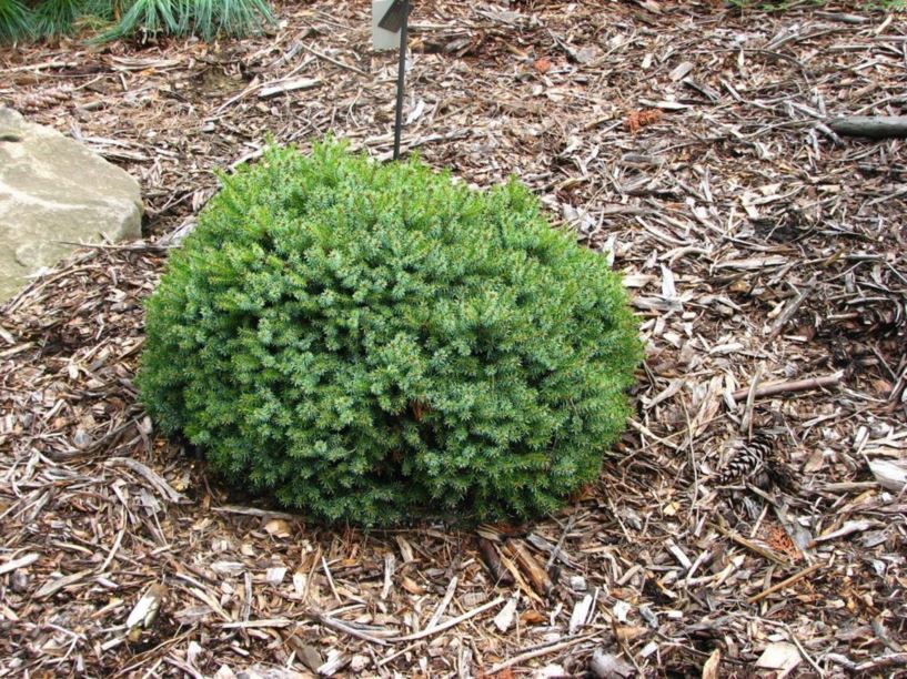 Picea omorika 'Treblitzsch' - Treblitzsch Serbian spruce