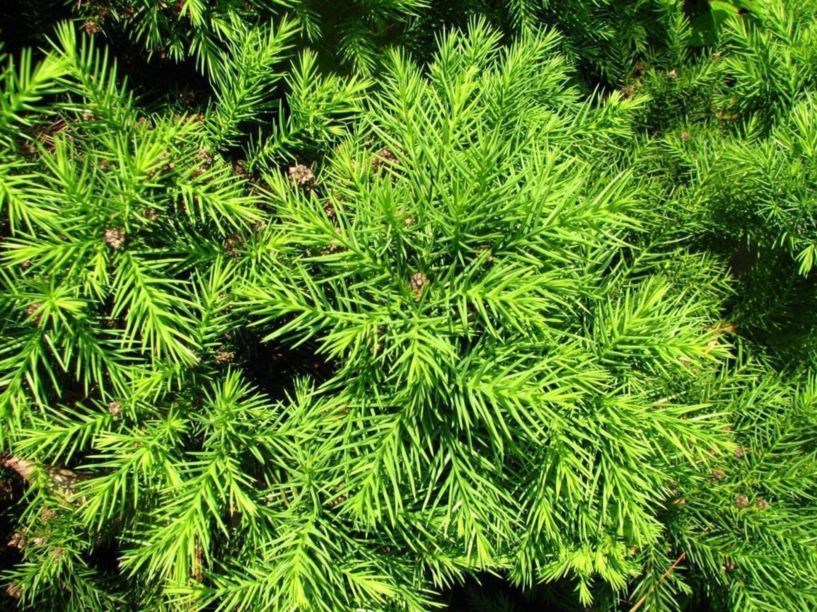 Cryptomeria japonica 'Elegans Nana' - dwarf plume Japanese-cedar